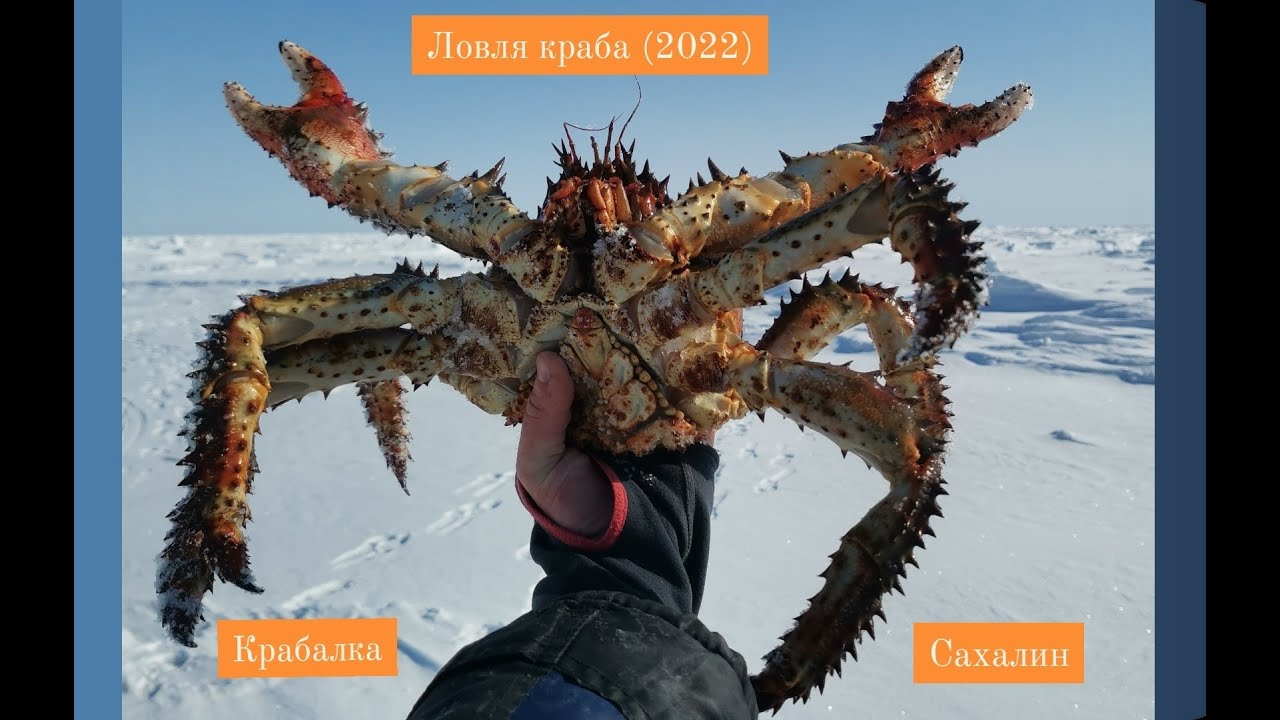 Ловим крупного Краба (крабалка 2022)