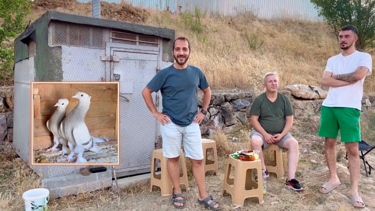 ATAKANA EMANET KUŞLAR GETİRDİM - ANTREMANSIZ BEYAZI VE GÜZEL BİR MİSKİ İZLEDİK - Taklacı Güvercin