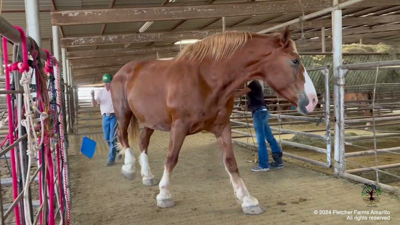Baby Belgian Draft horse filly rescued from almost shipping to slaughter along with the other 10!