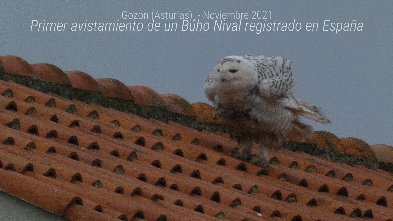 Primer avistamiento de Búho Nival en España (noviembre 2021)