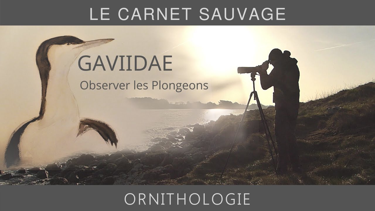 ORNITHOLOGIE : observer les Plongeons