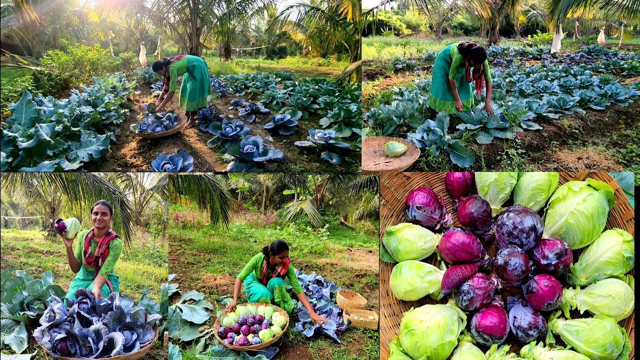 முட்டைக்கோஸ் அறுவடை🤩 Amazing purple cabbage harvesting in our farm/Easy way to Growing vegetables 🌱🌱