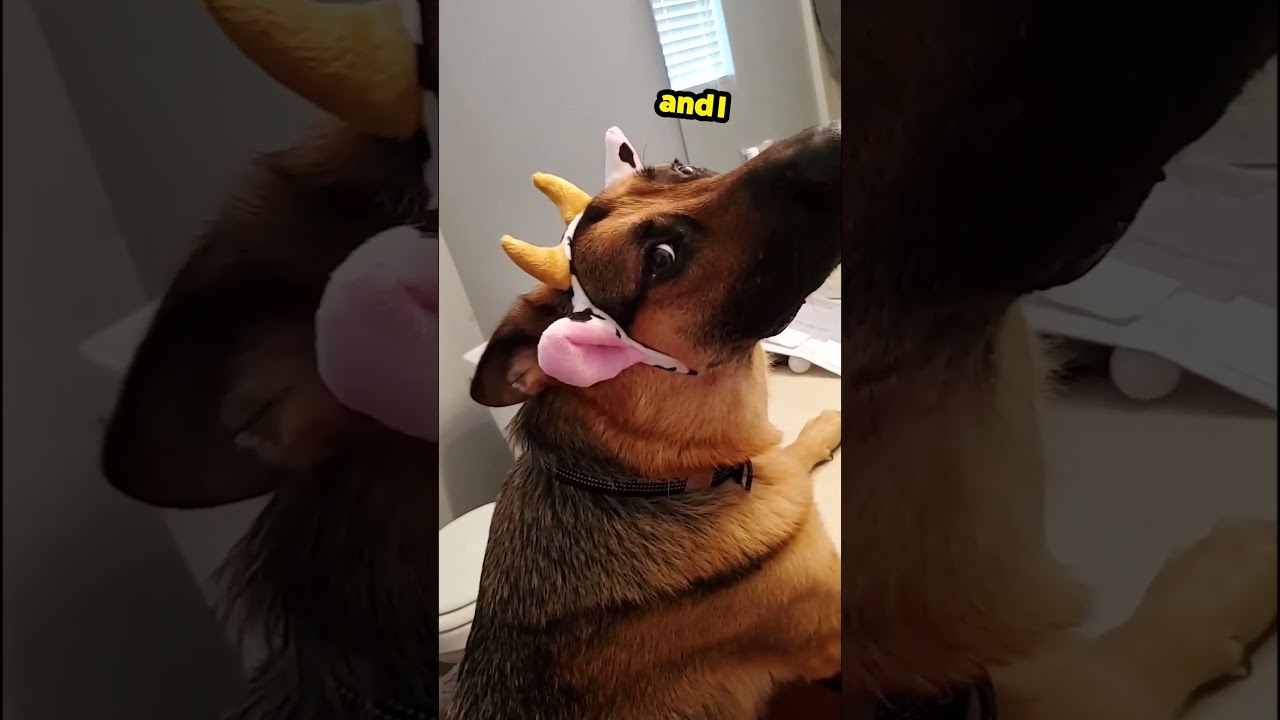 Немецкой овчарке НЕ нравится его новый костюм... 