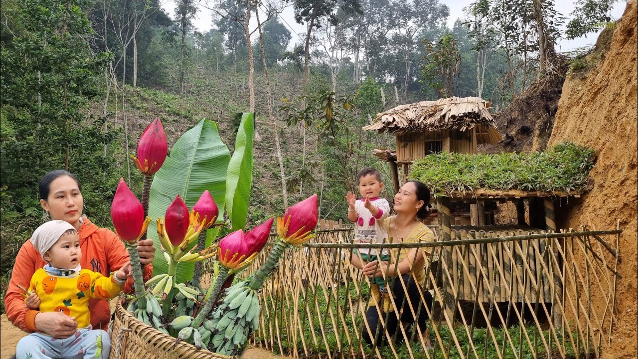 Harvesting wild banana flowers to sell | Build fences around the farm