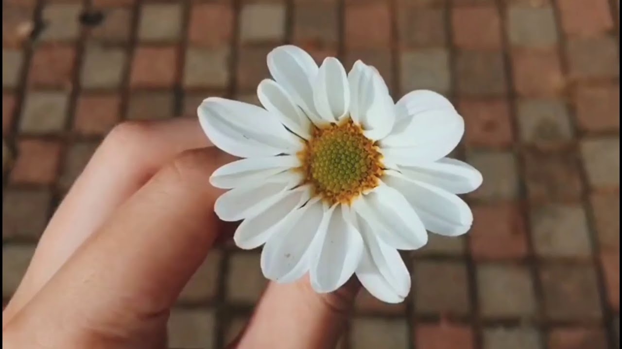 Sad Aesthetic Videos (1.05k Special)