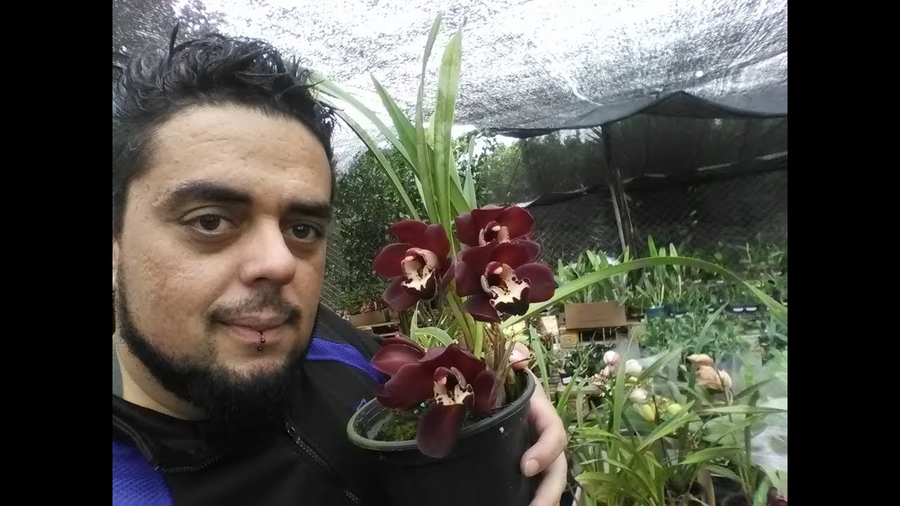 VEJA A INCRÍVEL ORQUÍDEA NEGRA COM FLORES! CYMBIDIUM KIWI MIDNIGHT!