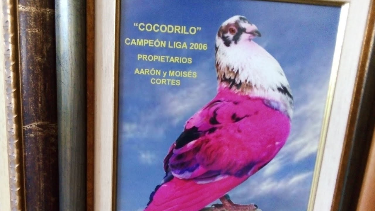 Imágenes de palomos deportivos que no tienen precio ♥️ Cullera..(historia)
