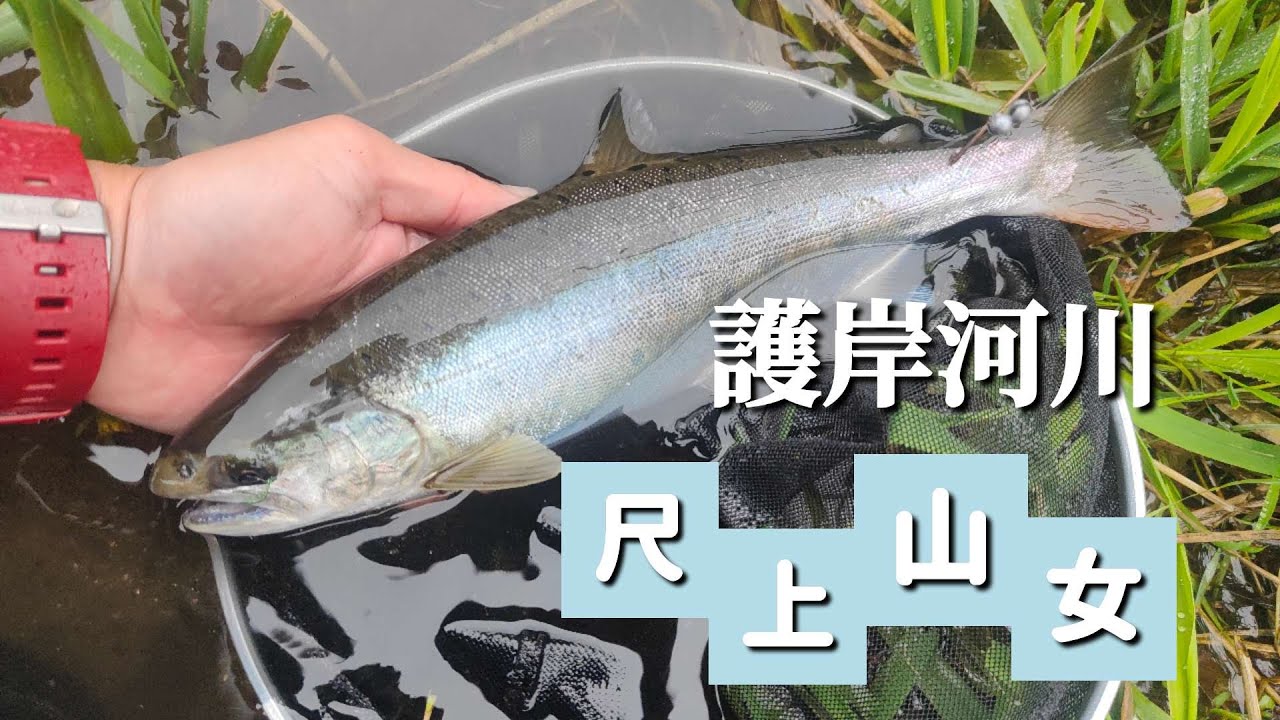 【渓流釣り】雨降りの渓流に尺上ヤマメ。【餌釣り】