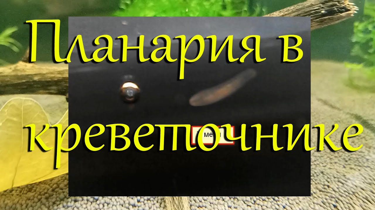 Борьба с планарией в креветочнике с каридинами и неокаридинами. Лечение аквариума от планарии.