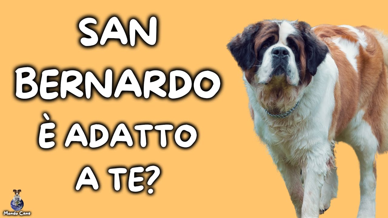 San Bernardo: Cosa Sapere