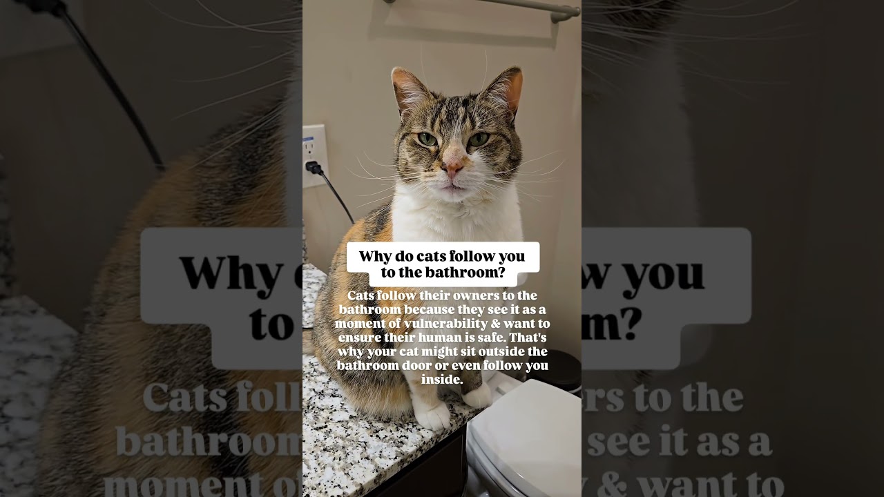 Does your kitty follow you to the bathroom? #catfact #calicocat #cateducation