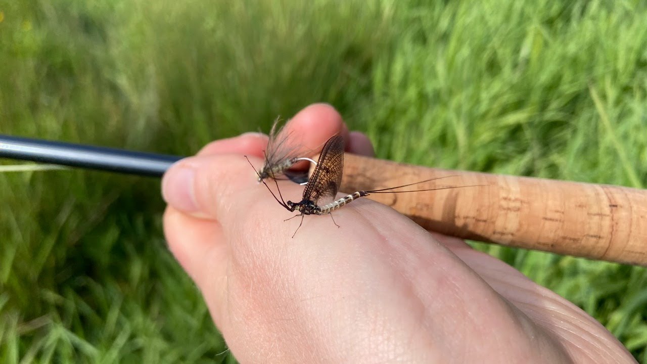Alex Jardine Fly Tying - Hackled Dry Flies for Trout & Grayling - 04/10/20