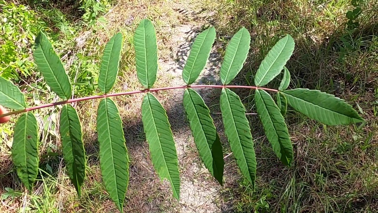 Rhus glabra vs. Rhus copallina