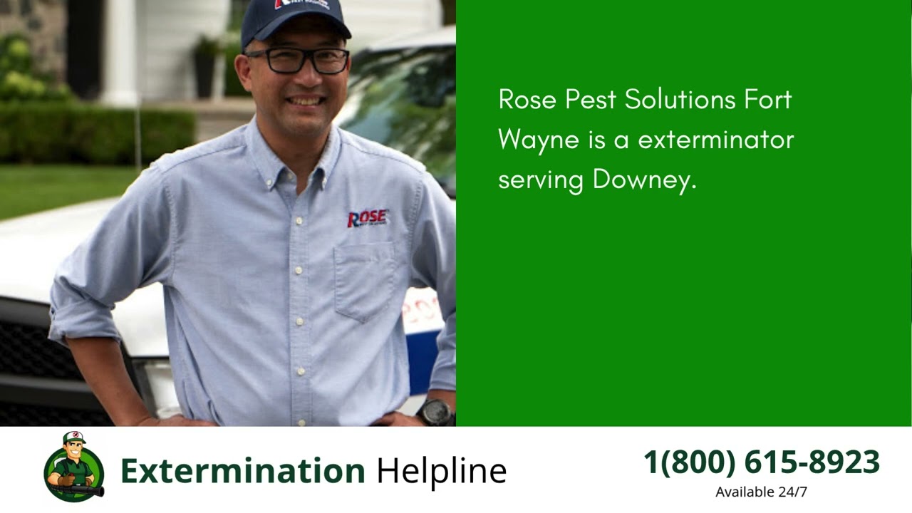 Top 3 Exterminators in Downey