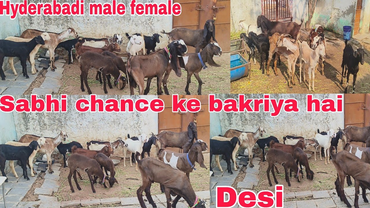 Sabhi chance ke bakriya or Bakre desi Hyderabadi breed line male female available in Hyderabad 