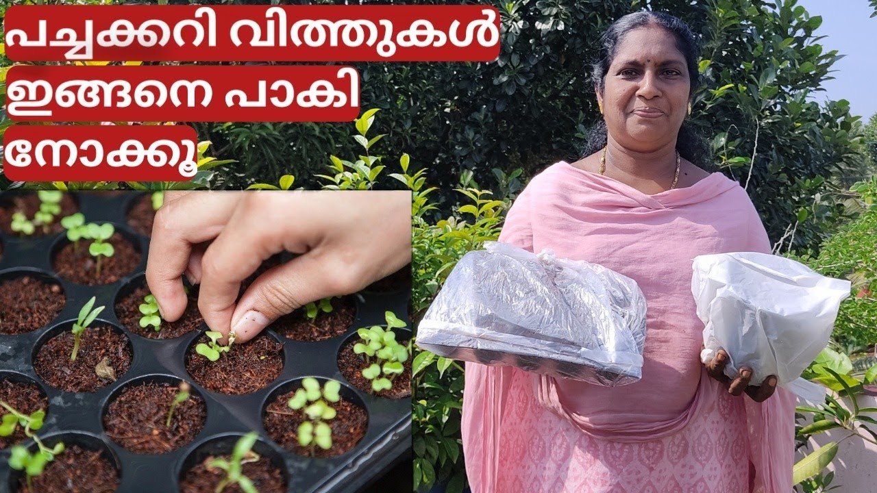 പച്ചക്കറി വിത്തുകൾ പാകുമ്പോൾ ശ്രദ്ധിക്കേണ്ട കാര്യങ്ങൾ | How to plant seeds | Malayalam