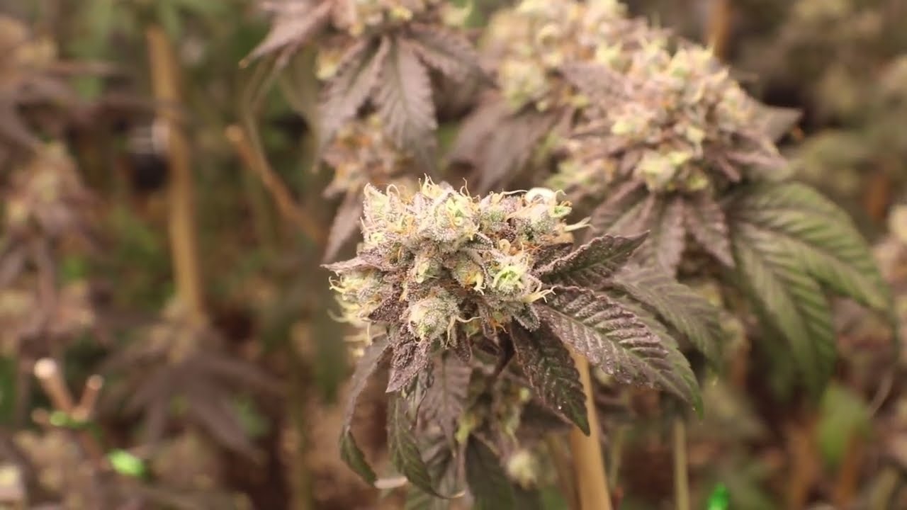 RS-11 (Rainbow Sherbet #11) GROWING HYPE CUTS FOR PERSONAL USE (Dojapak Genetics)-Cannabis Garden