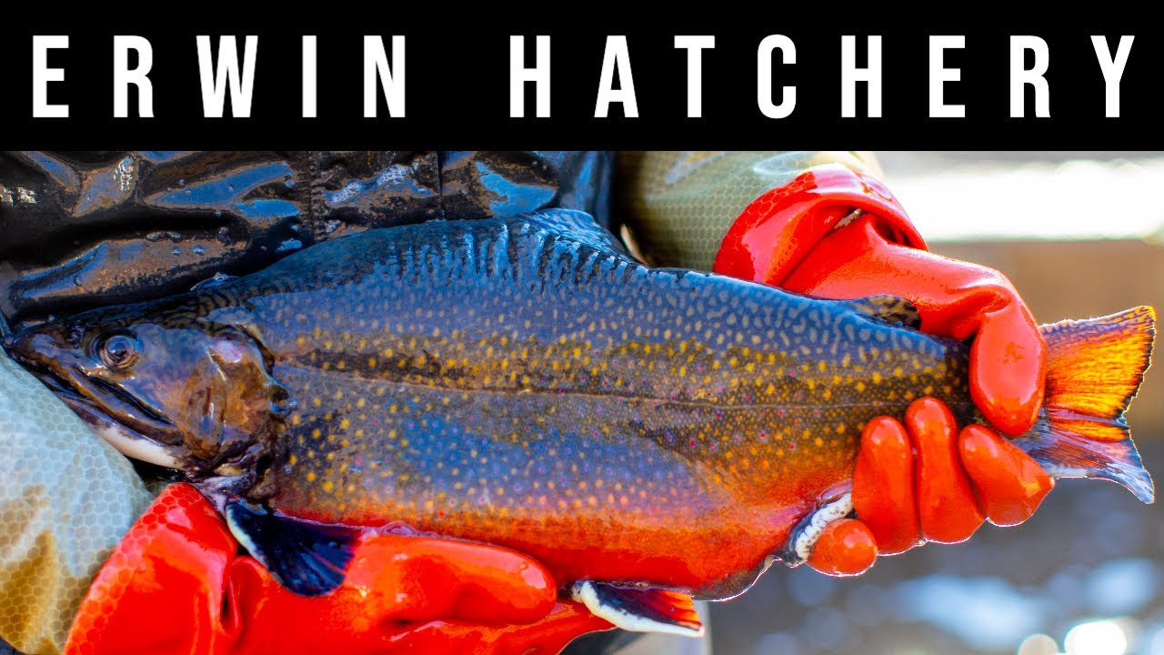 Inside a fish hatchery