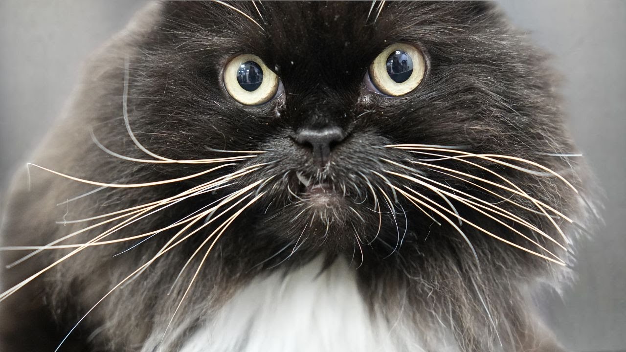 Introducing A New And RARE Cat Breed...the Angry Snaggletooth Tiger 😅