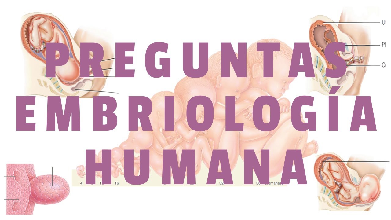 🧬 Preguntas de Embriología Humana – Preu USFX 📝 | Rocha Emerson | ZRX