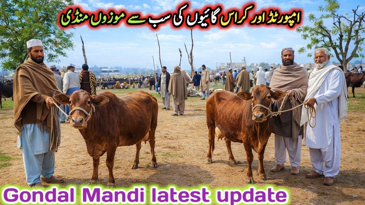 Today Gondal Mandi latest update 17March 2026!jersey cow for sale in Punjab!desi cow calf for sale!