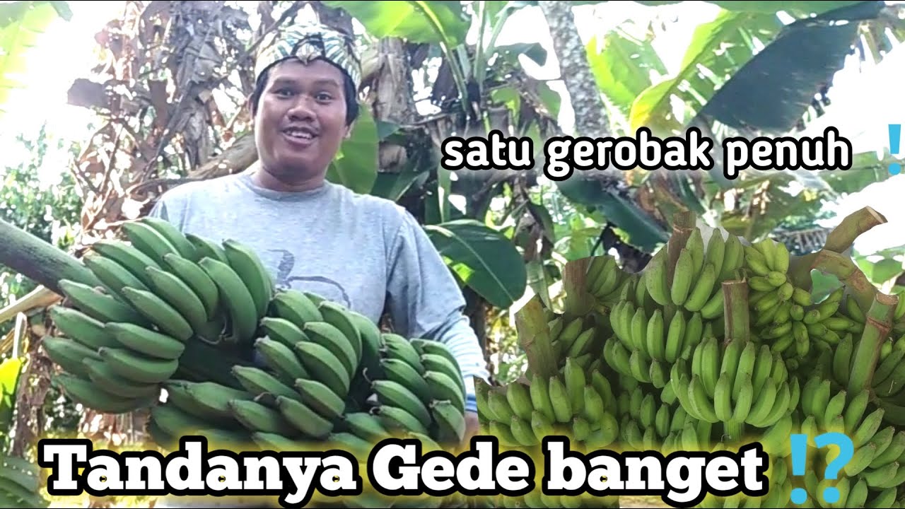 Tandanya Gede ⁉️ Panen pisang Raja ❗
