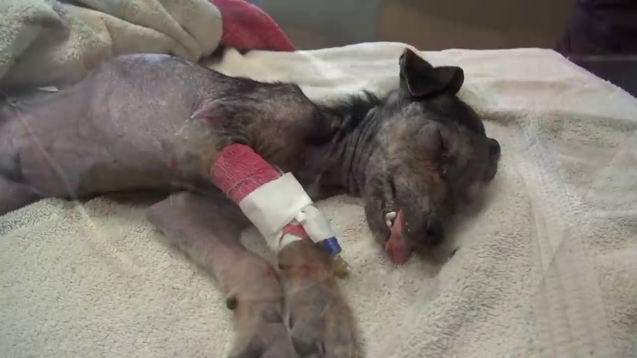 A brave little dog gets rescued from the river  His recovery with Hope For Paws will inspire you
