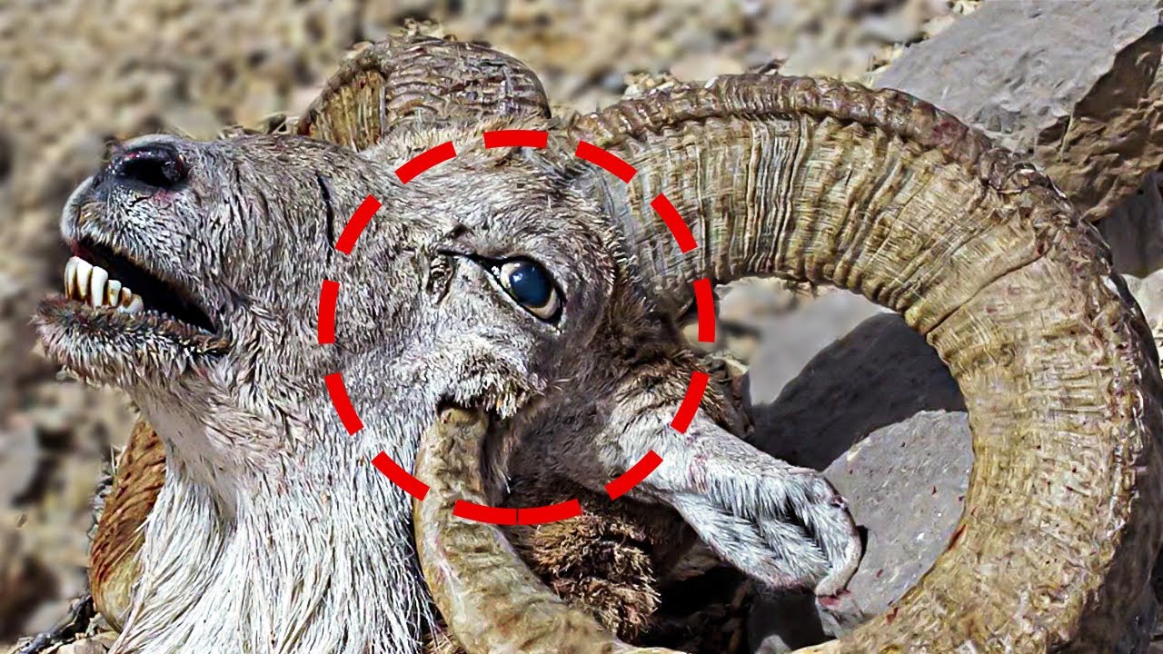 This Animals Can Kill Themselves