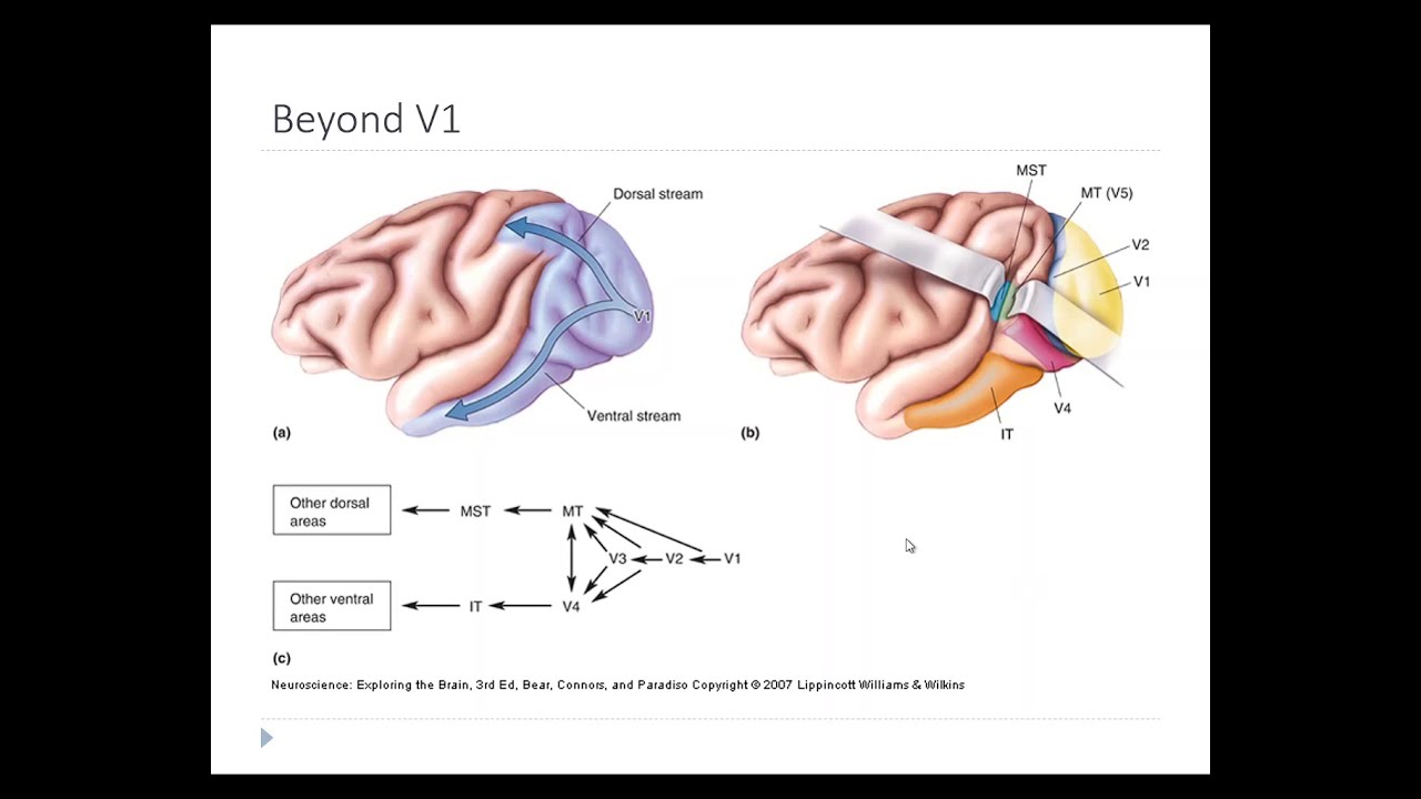 OSSM Neuro Глава 10 — За пределами V1