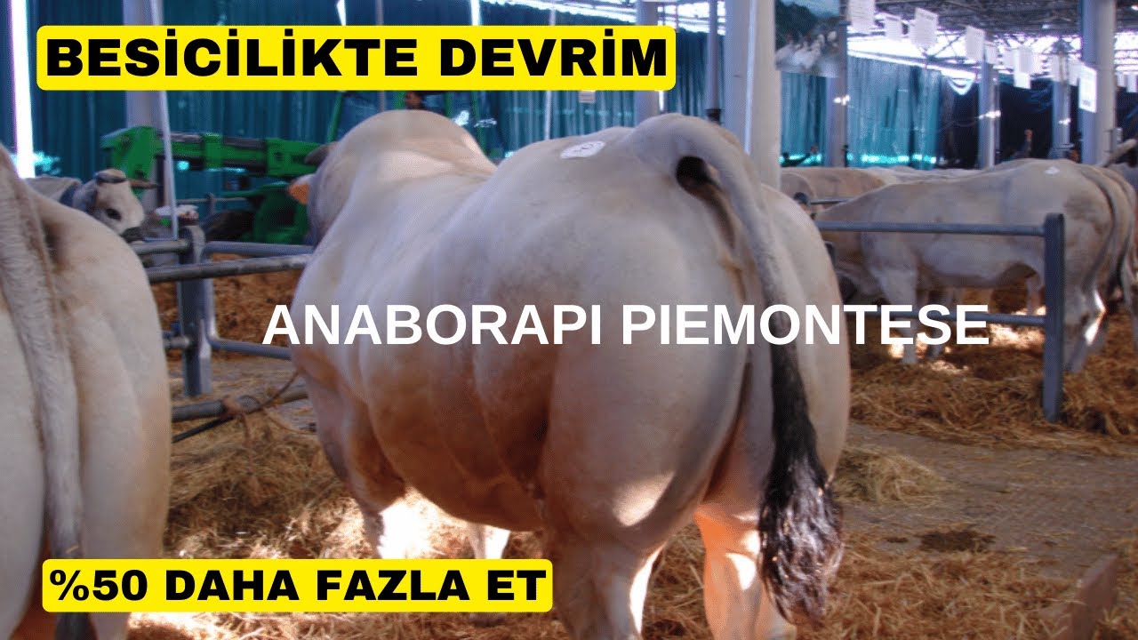 DÜNYANIN EN İYİ BESİ IRKI SİZİ ŞAŞIRTACAK! (Veteriner Hekim Cengiz Torun)