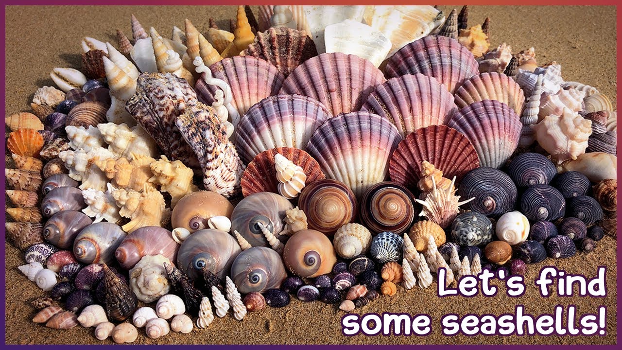 Finding Seashells in the Mangroves | Wentletraps & Thorny Oyster #shelling #shell