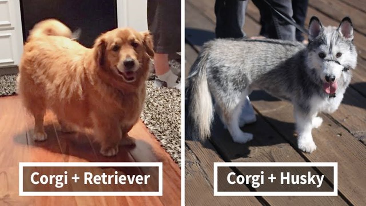 Times Corgis Mixed With Other Breeds, And The Result Was Absolutely Pawsome