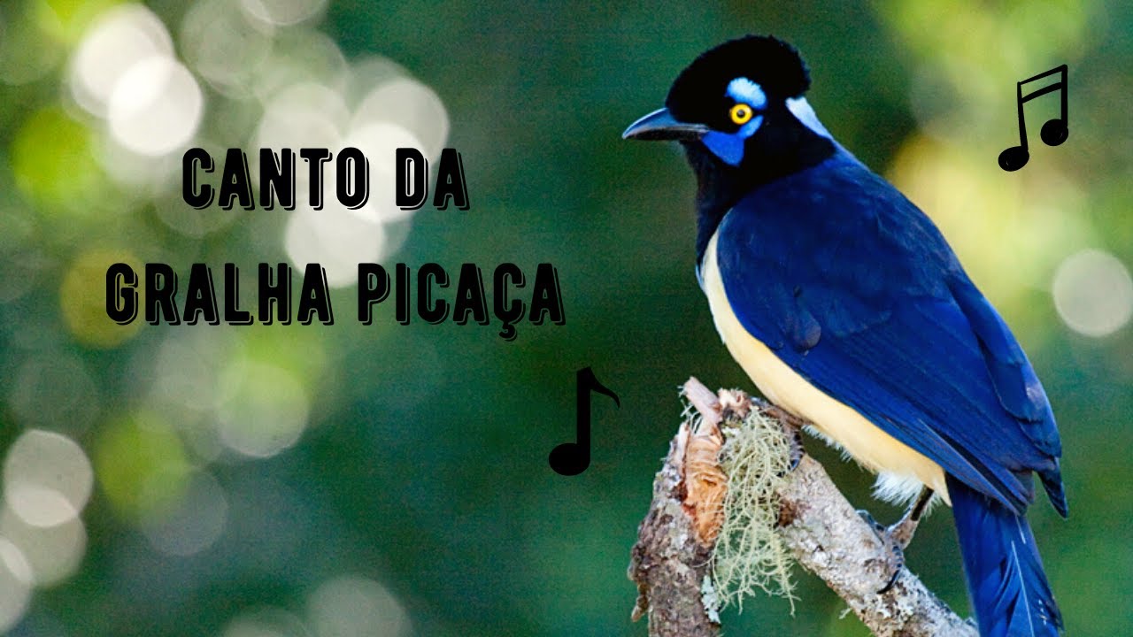 Canto da Gralha Pica&ccedil;a / Gralha de Crista Negra / Canc&atilde; | Plush-crested Jay | Cyanocorax Chrysops
