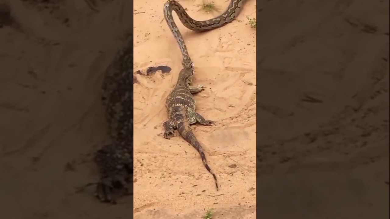 Snake vs crocodile | snake video #animals