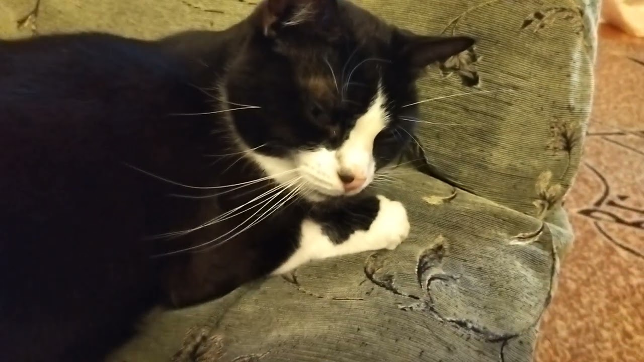 How Katya the Kitty Shows That It’s Time to Go for a Walk
