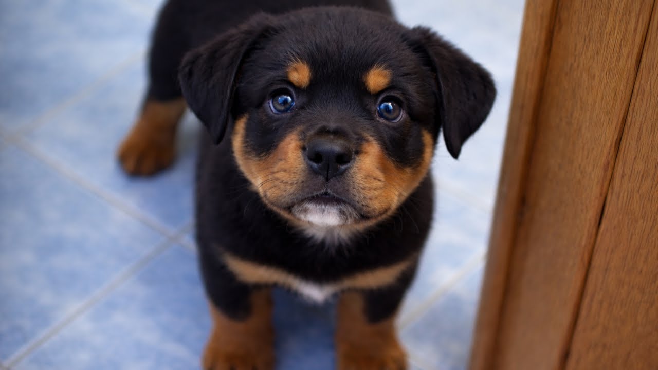 Abandoned Puppy Followed Us Home — What Happened Next Broke Me