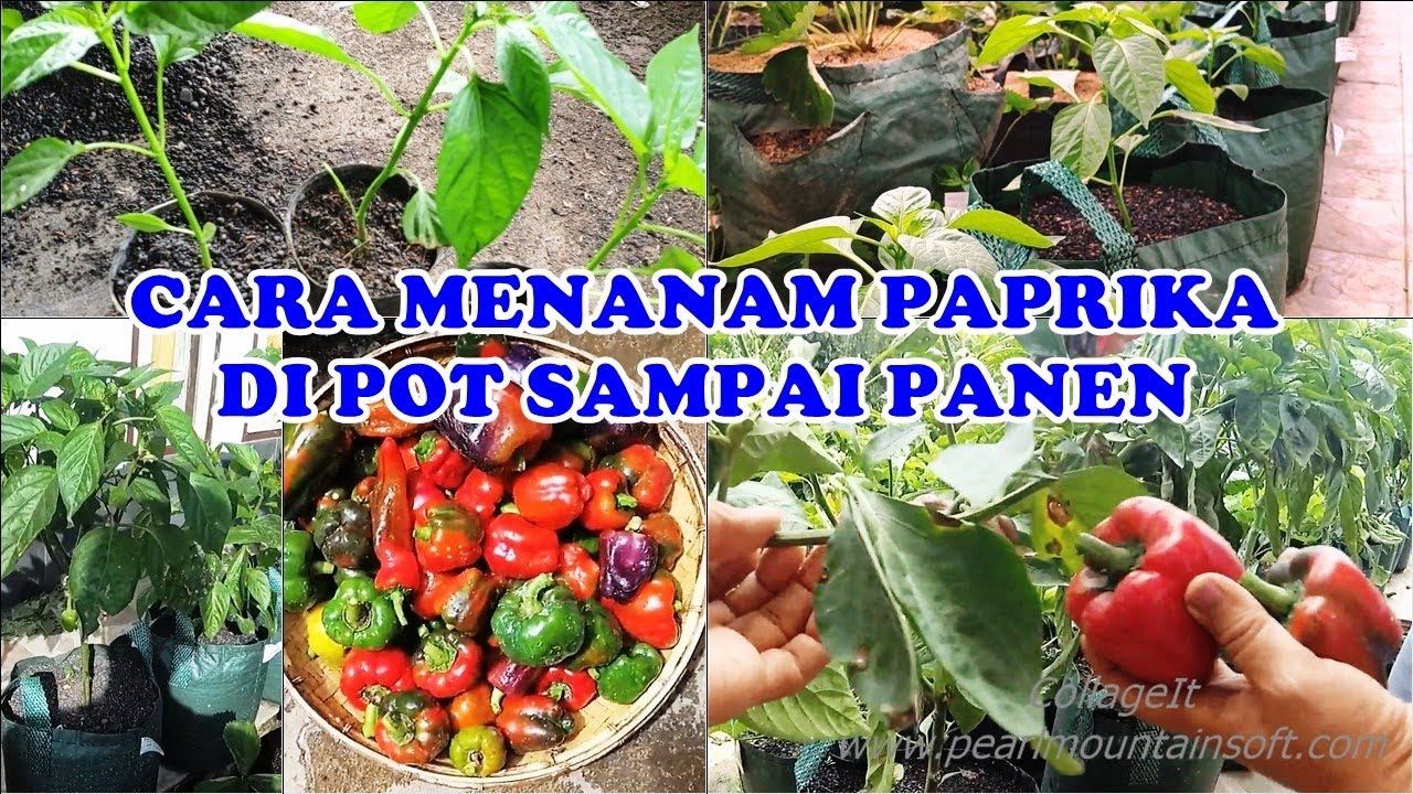 CARA MENANAM PAPRIKA DI POT SAMPAI PANEN