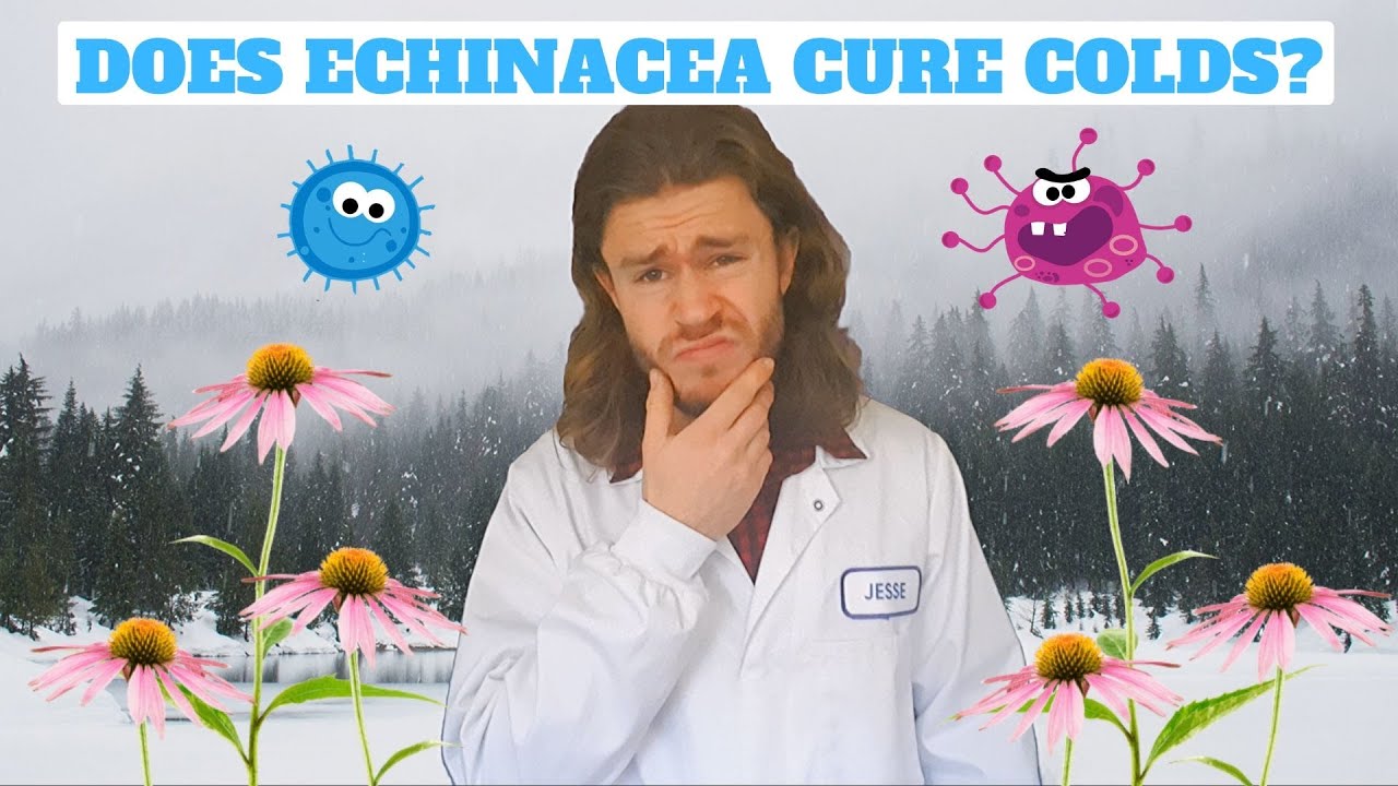 Does Echinacea Work?