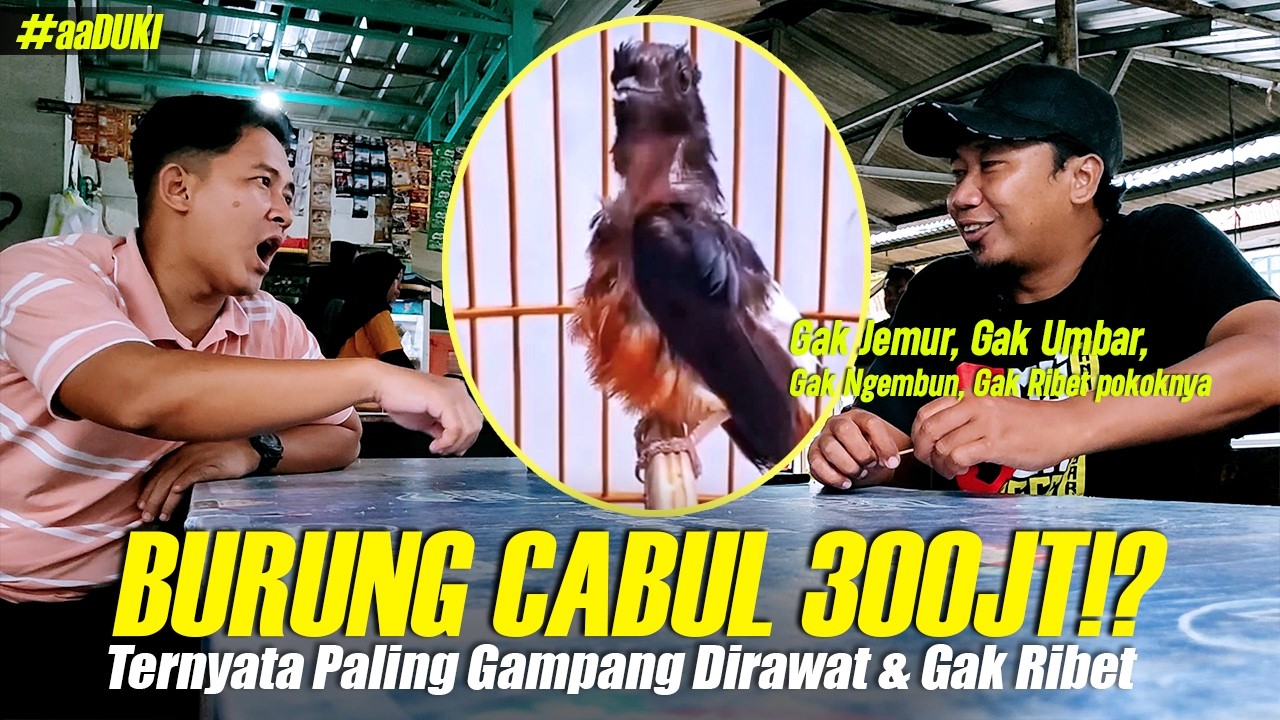 300JT DITOLAK!!