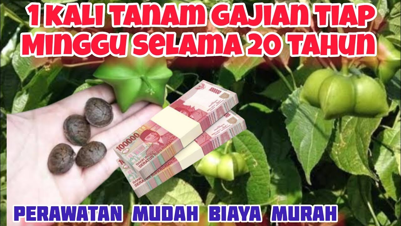 satu kali tanam panen tiap minggu selama 20 tahun || tanaman penghasil uang