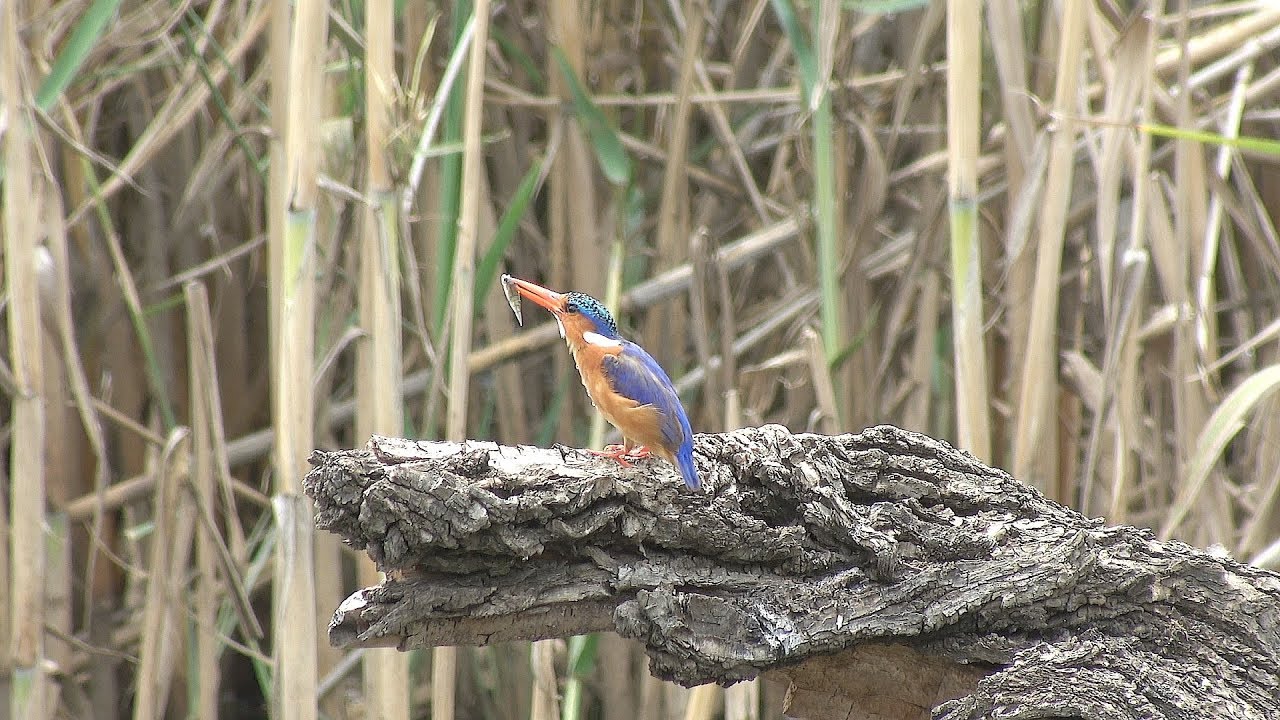 Birds of Kruger NP South Africa Part One