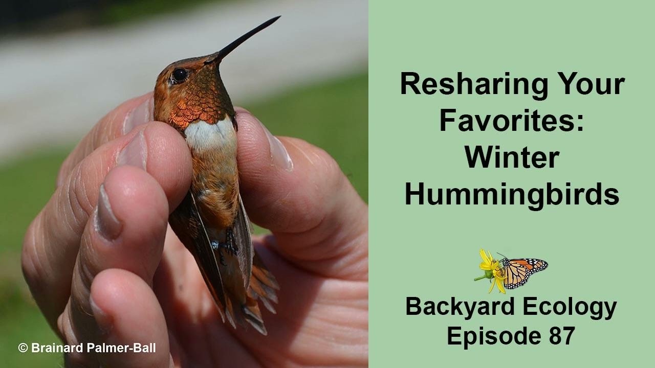 Resharing Your Favorites: Winter Hummingbirds