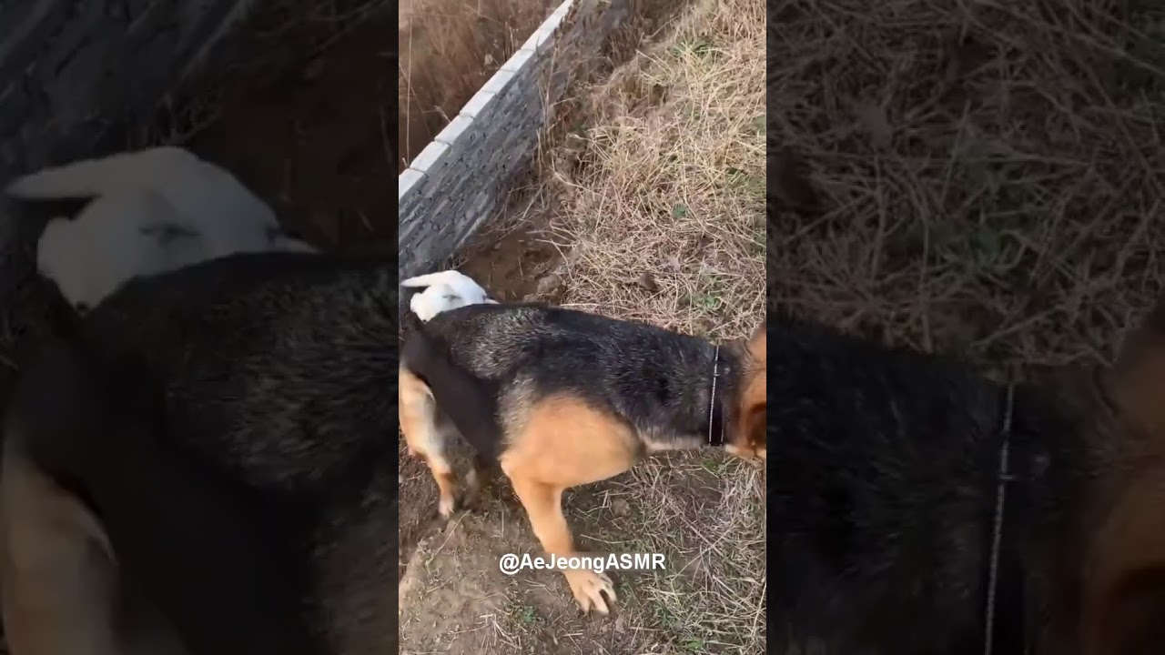 Perrito valiente