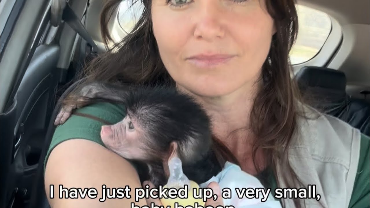 Orphan Baby Baboon Rhaenyra Rescue