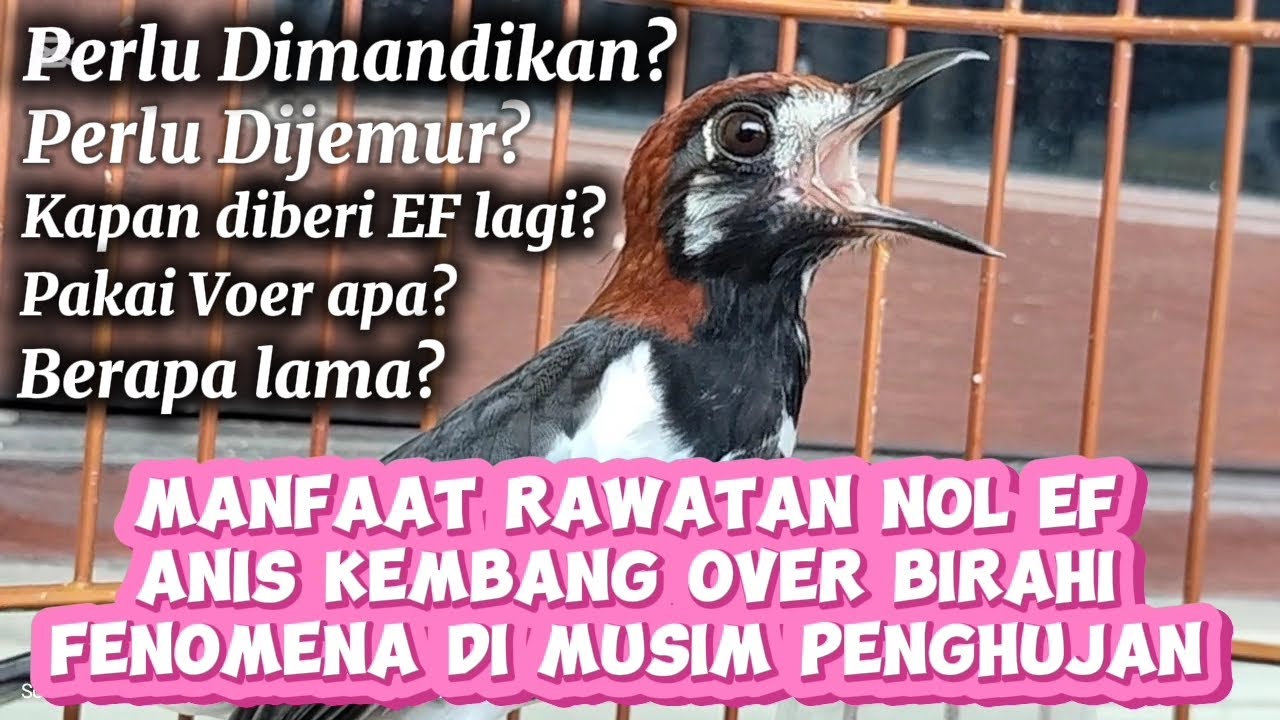 Rawatan Nol EF Untuk Anis Kembang Kelebihan Protein ( Over Birahi). Fenomena di Musim Penghujan