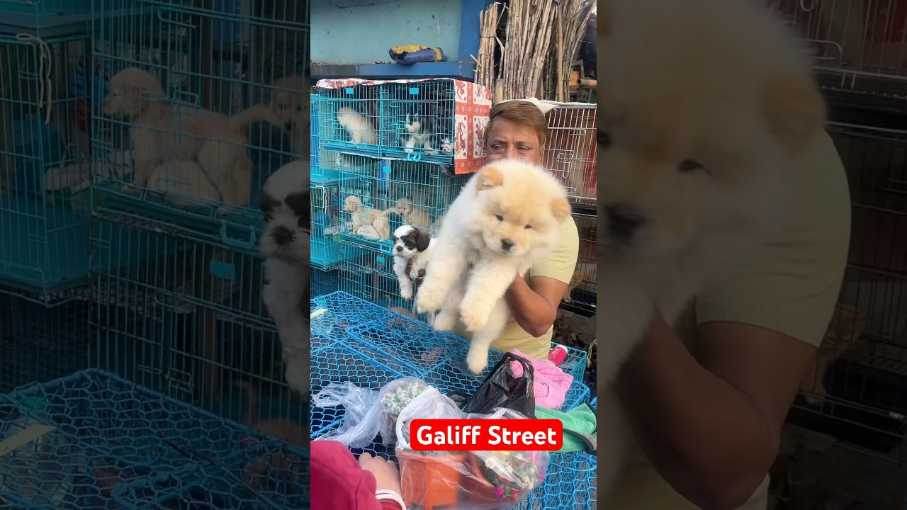 galiff street pet market | dog market Kolkata #shroud #dog #petmarket #galiffstreet