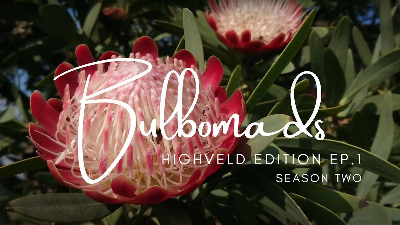 [S02 E01] Gauteng in December - Highveld Flora