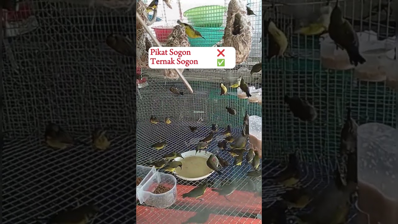 Aviary Burung Kecil #aviary #aviarydepanrumah #aviaryburungkecil #aviarybermacamjenisburung #sogon