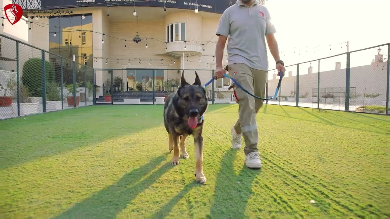 Dragon Animal Care Center: Premium Pet Boarding in Qatar