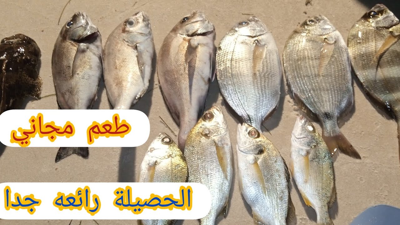 علي المباشر بي الطعم الحي حصيلة رائعه ومتنوعة الشرغو والشخار و الحداد والبرا